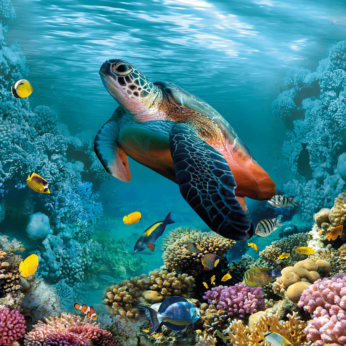 Common Animals In Coral Reefs Common Animals In Coral Reefs